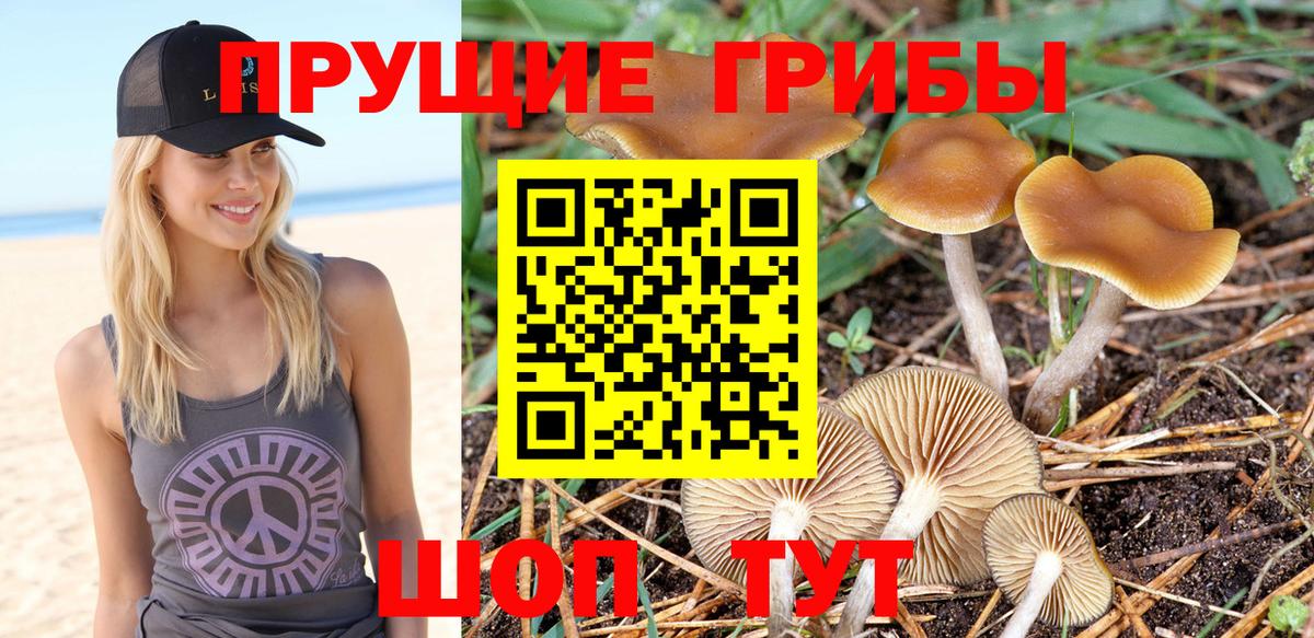 Псилоцибиновые грибы Cubensis  Вход с VPN  Волгодонск 